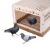 Plastic Foldable Pigeon Cage with Handle, Portable Bird Travel Carrier