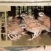 Crate Transport Box for Racing Pigeons