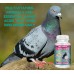MULTIVIT Pigeon para palomas 100 Tabs Vitamins Minerals Aminoacids for Racing Pigeons